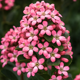Escallonia Pink Elle