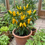 Set of 3 or 6 Large Sweet Pepper Plants - Astor Variety, Ready to Plant in Your Garden