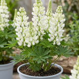 1 Large Plant - Lupin West Country Polar Princess, Outdoor Garden Ready, 3L Pot