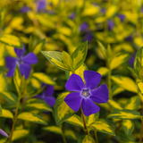 Vinca Minor Illumination