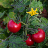 1 Shirley F1 Tomato Plant, Grow Your Own Tomatoes, Live Vegetable Plants for Sale, 2 Litre Root Ball