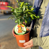 Mini Kumquat