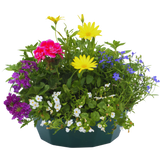 7 Colour Coordinated Plants - Berry Swirl Theme Speedplanter, Garden Ready