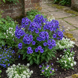 Set of 3 or 6 Phlox Blue Dark Eye Hardy Perennial Plants, Bee Friendly Summer Flowering, Outdoor Garden Ready, 1 Litre Root-Ball
