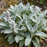 Set of 3 or 6 Stachys Byzantina ‘Lamb’s Ear’ Hardy Evergreen Perennial Plants, Low Maintenance, Border Garden Ready, 1 Litre Root-Ball