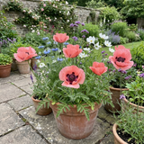 Set of 3 or 6 Papaver Orientale Garden Gnome Victoria Louise Plants, Hardy Perennial Oriental Poppy, Outdoor Garden Ready, 1 Litre Root-Ball