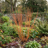 1 Cornus Anny's Winter Orange Plant, Hardy Dogwood Shrub for Winter Interest, 3 Litre Root Ball