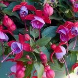 Set of 3 or 6 Large, Outdoor Garden Ready Plants - Fuchsia Bella Lydia (Rose & Violet)