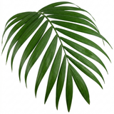 1 Parlour Palm Chamaedorea Elegans, Pet Safe Low Light Indoor Houseplant, Live, 17cm Root Ball