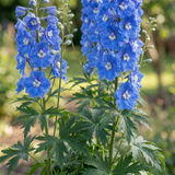 Set of 3 or 6 Delphinium Pacific Giants Blue Bird Hardy Perennial Plants, Tall Cottage Garden Flowers, Outdoor Garden Ready, 1 Litre Root-Ball
