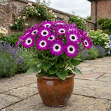 1 Senetti Magenta Bicolour Pericallis Plant, Vibrant Summer Bedding Flowers, 17cm Root-Ball