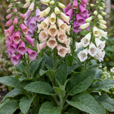 Set of 3 or 6 Large Plants - Foxglove Foxy Mix, Ready to Plant in Your Garden, 1L Rootballs