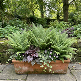 Set of 3 or 6 Soft Shield Fern Polystichum Plumosum Densum Plants, Hardy Evergreen Perennial, 1 Litre Root Ball