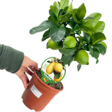 Mini Lemon Tree