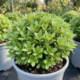 1 Pittosporum Golf Ball Evergreen Shrub, Hardy Low Maintenance Outdoor Garden Plant, 3 Litre Root-Ball