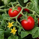 1 Tumbling Tom Red Cherry Tomato Plant, Outdoor Patio Trailing Garden Ready, 2 Litre Root Ball