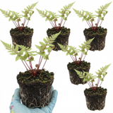 Set of 3 or 6 Lady Fern Athyrium Lady in Red Hardy Perennial Plants, Shade Garden Ready, Outdoor Fern, 11cm or 1L Root Ball