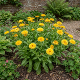 1 Calendula Fiesta Yellow Pot Marigold Plant, Spring & Autumn Bedding, Pollinator Friendly, 2 Litre Root Ball