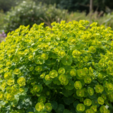 Euphorbia Robbiae