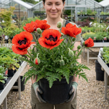 1 Oriental Papaver Red Rumble, Hardy Perennial Red Poppy Plant, Summer Flowering, 3L Root Ball