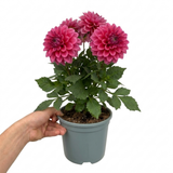 1 Large Plant - Dahlia Maggiore Deep Rose, Ready to Plant in Your Garden, 3L Pot