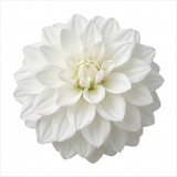 1 Large Plant - Dahlia Maggiore White, Ready to Plant in Your Garden, 3L Pot