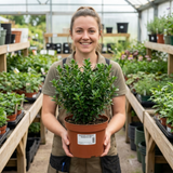 1 Euonymus Microphyllus Evergreen Hedge Plant, Hardy Low Maintenance Garden Shrub, 17cm Root-Ball