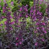 1 Large Plant - Salvia Sangoons Plum Crazy, Ready to Plant in Your Garden, 5L