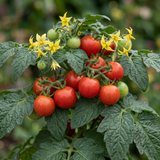 Set of 3 or 6 Patio Tomato Jo & Grace Plants, Live Tomato Seedlings, Outdoor Garden Ready, 1L Root Ball