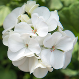 Set of 3 or 6 Large Plants - Pelargonium Toscana Smart Jenny, Ready to Plant in Your Garden