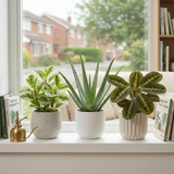 3 Live Houseplants, Office Desk Plant Collection, Peperomia, Aloe Vera & Prayer Plant, 1 Litre Root Ball