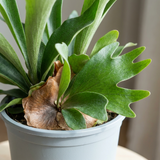 1 Staghorn Fern Platycerium Bifurcatum, Exotic Indoor Tropical Houseplant, Live Plant, 2 Litre Root Ball
