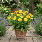 1 Calendula Fiesta Yellow Pot Marigold Plant, Spring & Autumn Bedding, Pollinator Friendly, 2 Litre Root Ball