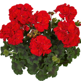 Set of 3 or 6 Large Plants - PelargoniumToscana Dolce Vita Mylena / Gisela / Smart Senna