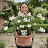 1 Philadelphus Belle Etoile Mock Orange Plant, Fragrant White Flowering Shrub, 3 Litre Root Ball