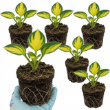 Set of 3 or 6 Large Hosta Plants - Paul's Glory Plantain Lily, Ready to Plant in Your Garden