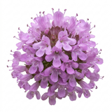 Set of 3 or 6 Thymus Precompa Thyme Herb Plants, Hardy Perennial Culinary Herb, Outdoor Garden Ready, 1 Litre Root-Ball
