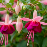 1 Large Plant - Fuchsia Bush Paula Jane, Outdoor Garden Ready, 5L Pot