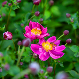 Anemone Fantasy Ariel