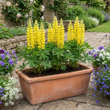 Set of 3 or 6 Yellow Lupin Perennial Plants, Hardy Cottage Garden Ready, Summer Flowering, 1 Litre Root Ball