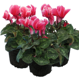 Cyclamen Bicolour Rouge Flame