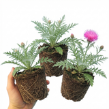 Set of 3 or 6 Centaurea Dealbata Bright Rose Persian Cornflower Plants, Hardy Cottage Garden Perennial, Outdoor Garden Ready, 1 Litre Root-Ball