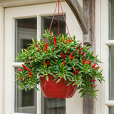 Chilli Pepper Hanging Basket, Spicy Jane, 25cm Pots