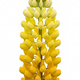 Set of 3 or 6 Yellow Lupin Perennial Plants, Hardy Cottage Garden Ready, Summer Flowering, 1 Litre Root Ball