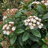Set of 3 or 6 Viburnum Tinus Evergreen Privacy Hedge Plants, Hardy Winter Flowering Garden Shrub, Outdoor Garden Ready, 1 Litre Root-Ball