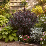 Euphorbia Miners Merlot