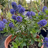 1 Ceanothus Skylark Plant, Hardy Blue Flowering Evergreen Shrub, California Lilac, 3 Litre Root-Ball