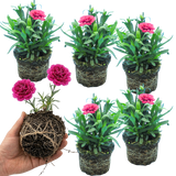 Set of 3 or 6 Large Plants - Dianthus Oscar Purple Wings, Outdoor Garden Ready