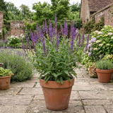 1 Salvia East Friesland Perennial Plant, Bee Friendly Purple Flowers, Garden Ready, 17cm/2L Root Ball