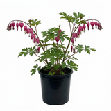 1 Dicentra Spectabilis Bleeding Heart Plant, Hardy Shade Loving Perennial, Garden Ready, 17cm Root-Ball